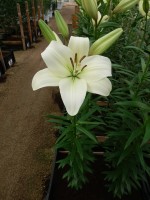 [4038 Merluza No01.JPG]